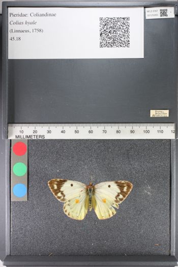 Media type: image;   Entomology 125265